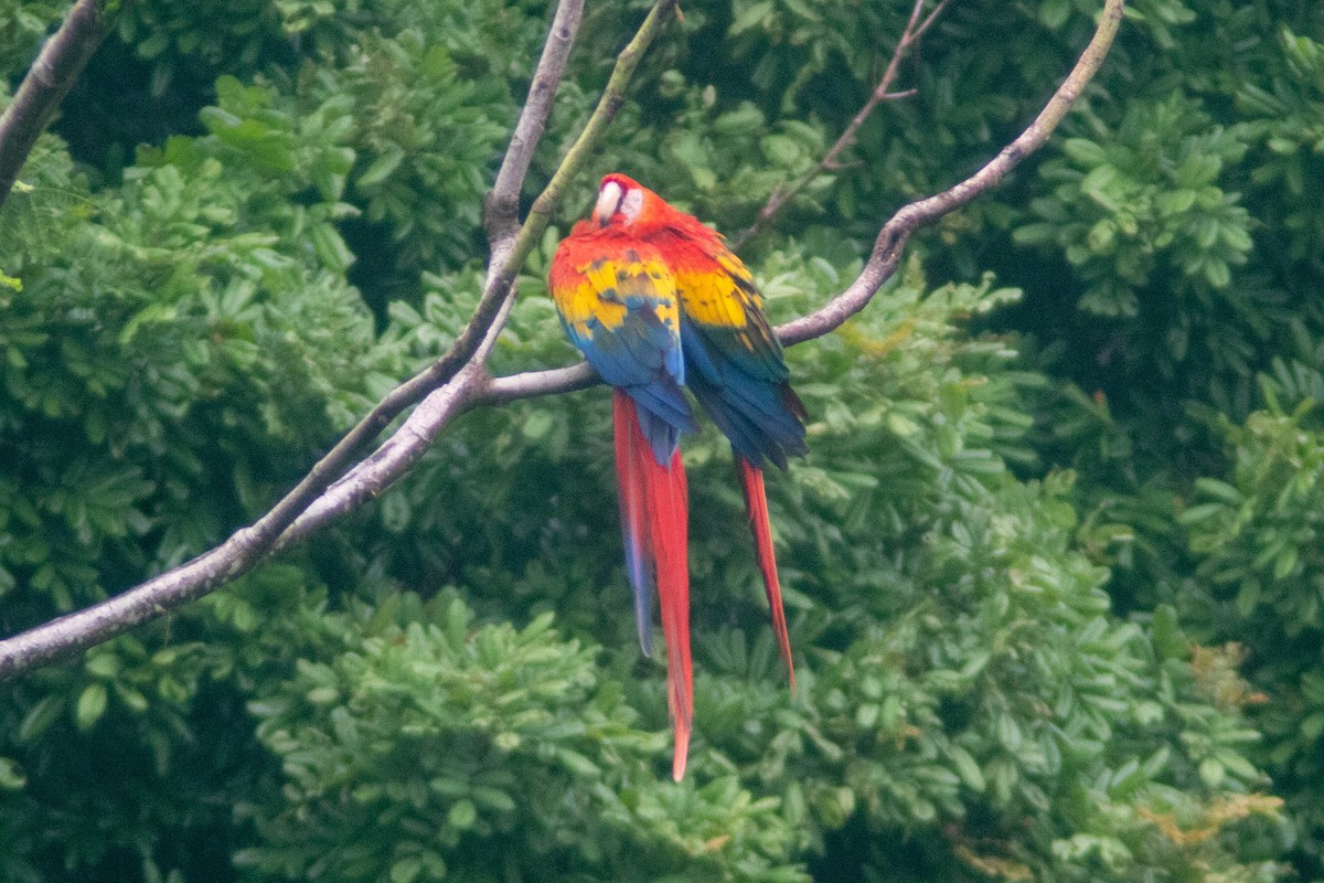 Guacamayo Macao - ML620826981