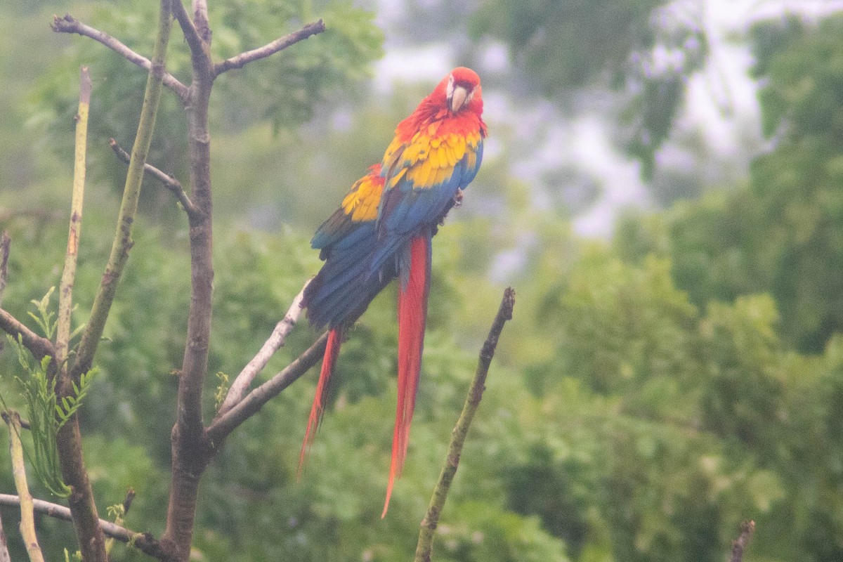 Scarlet Macaw - ML620826982