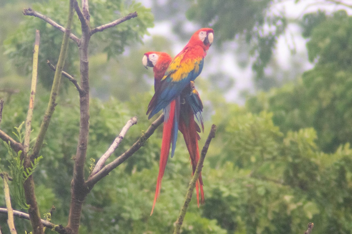 Scarlet Macaw - ML620826983