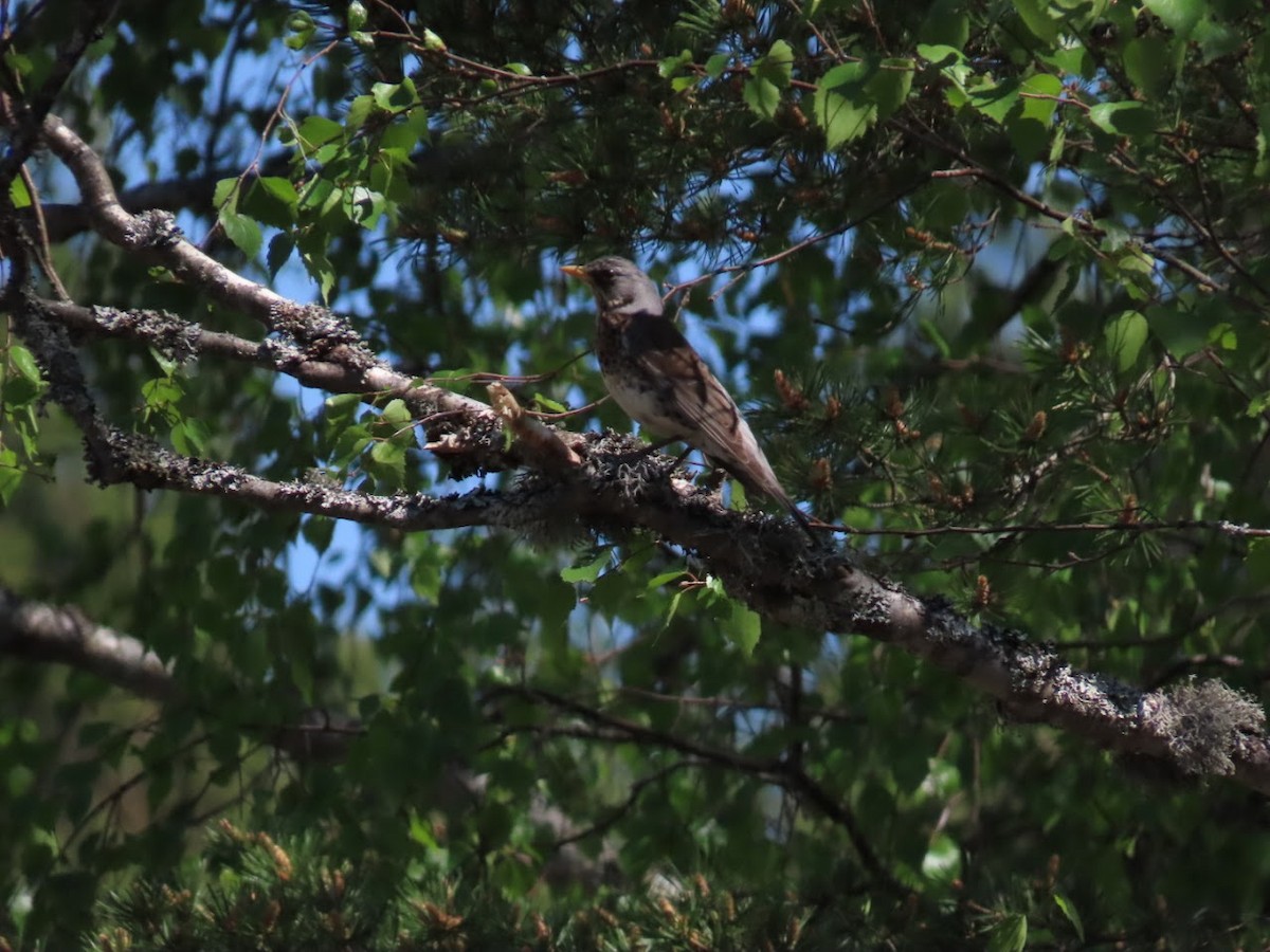 Fieldfare - ML620826985