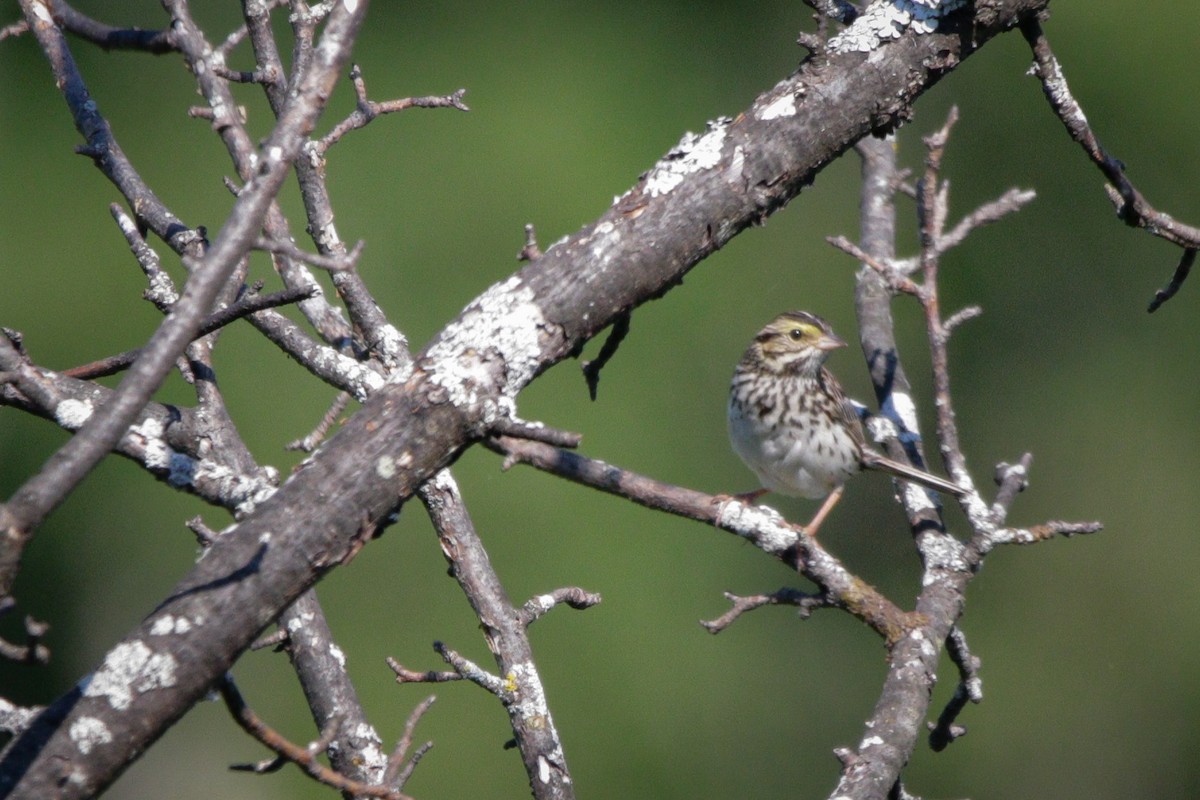 Savannah Sparrow - ML620826986