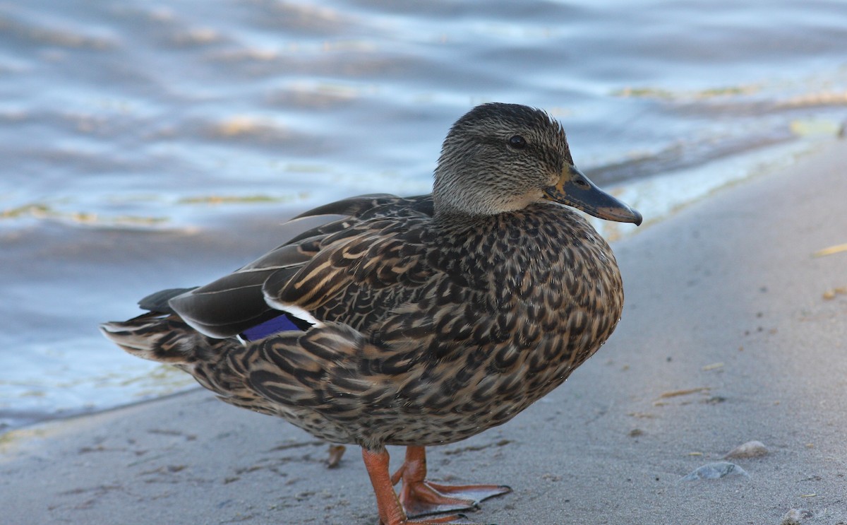 Mallard/Mexican Duck - ML620826988