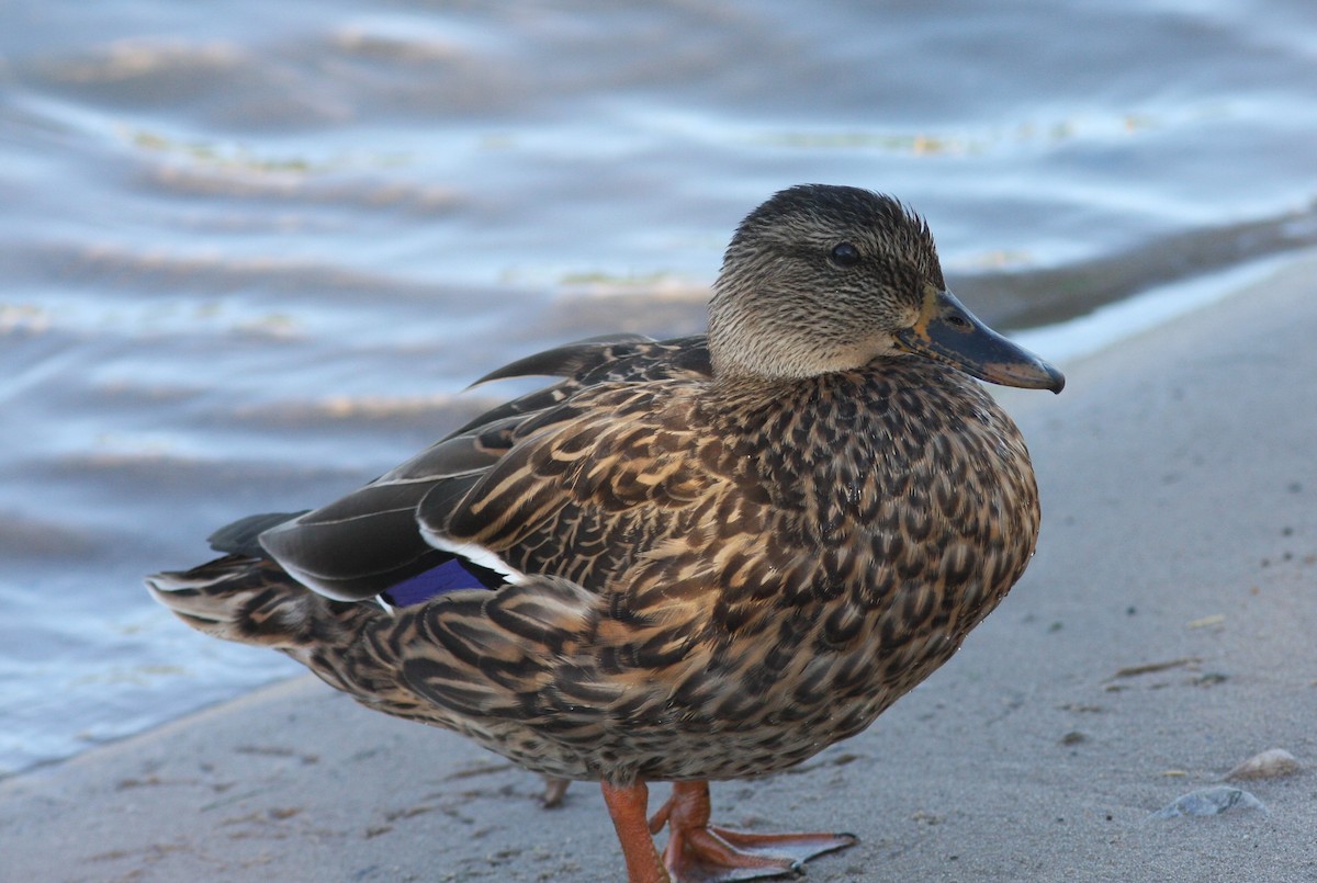 Mallard/Mexican Duck - ML620826989