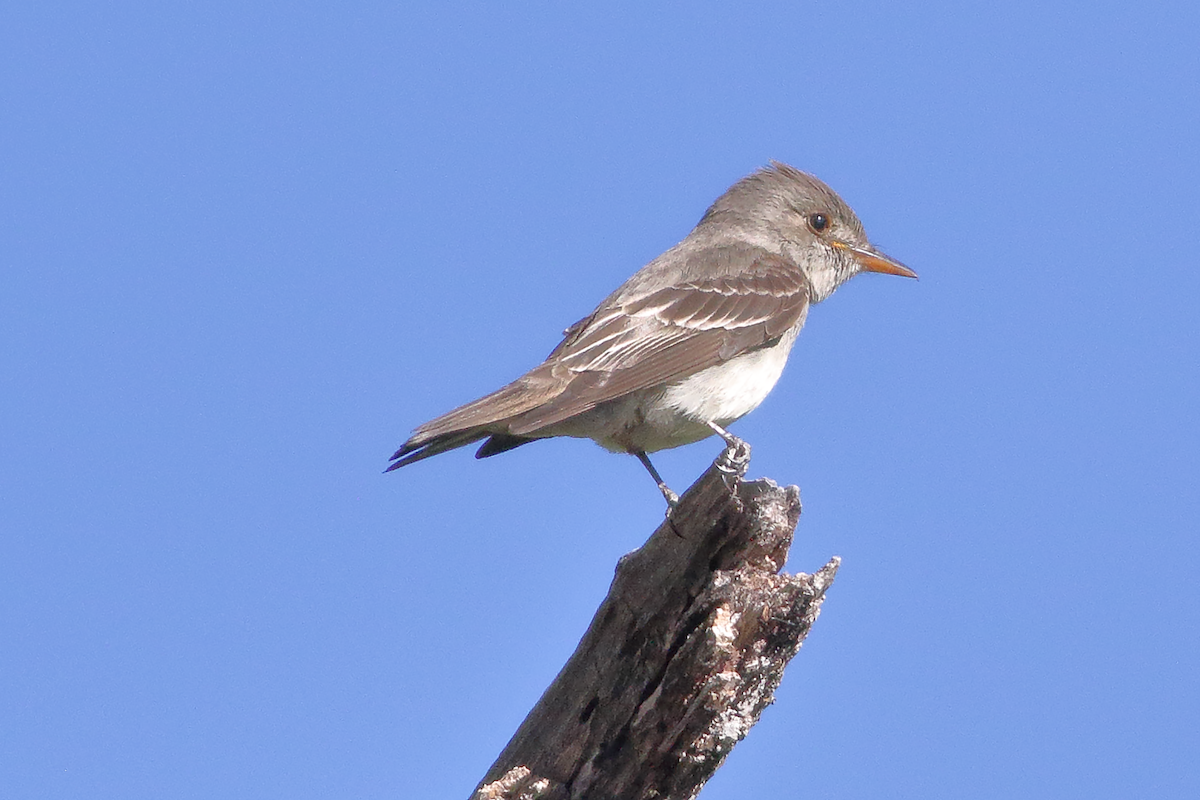 Greater Pewee - ML620826995