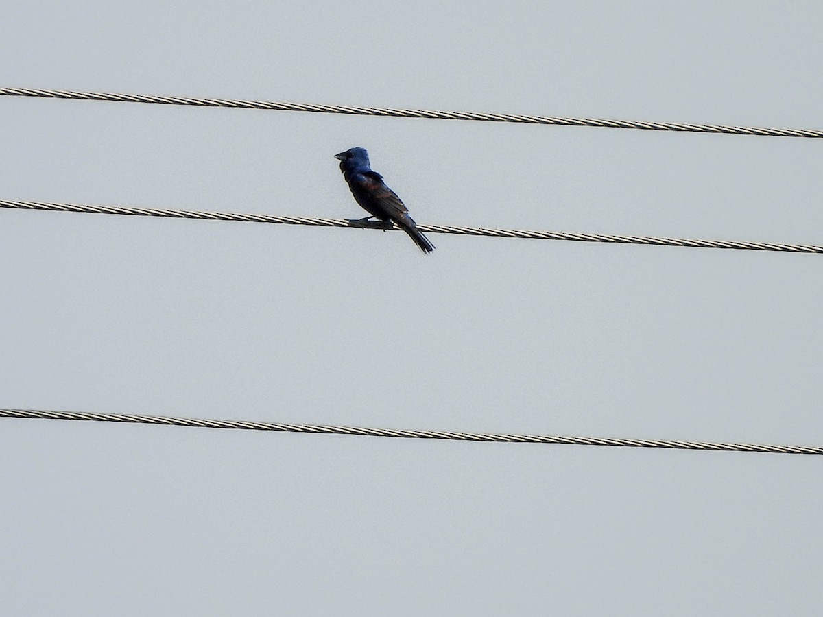 Blue Grosbeak - ML620827005