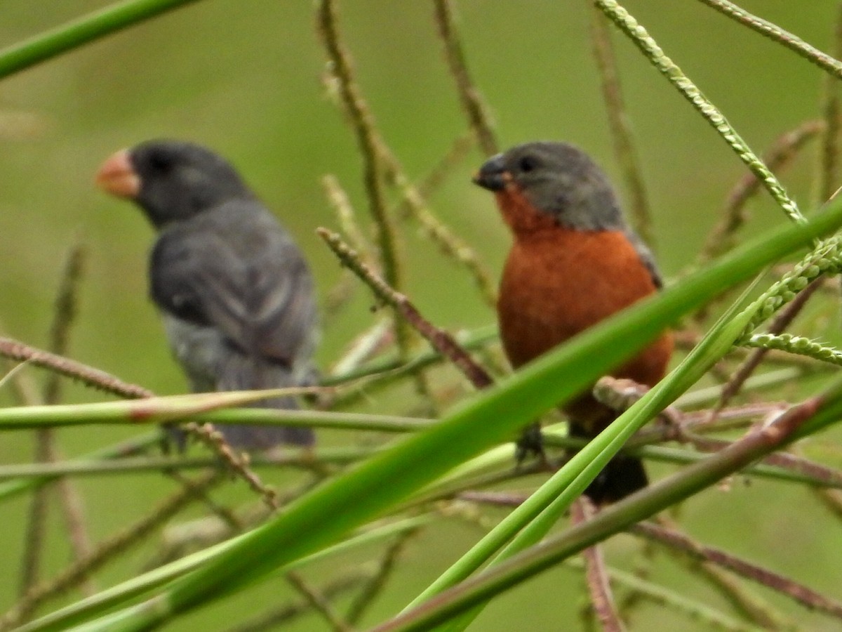 Gray Seedeater - ML620827006