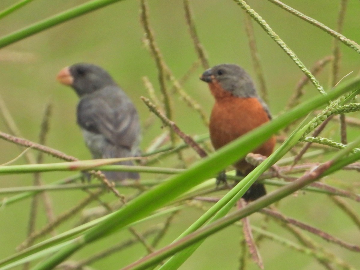 Gray Seedeater - ML620827007