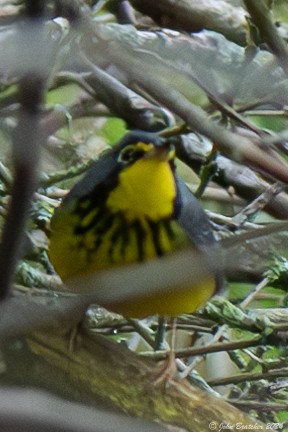 Canada Warbler - ML620827008