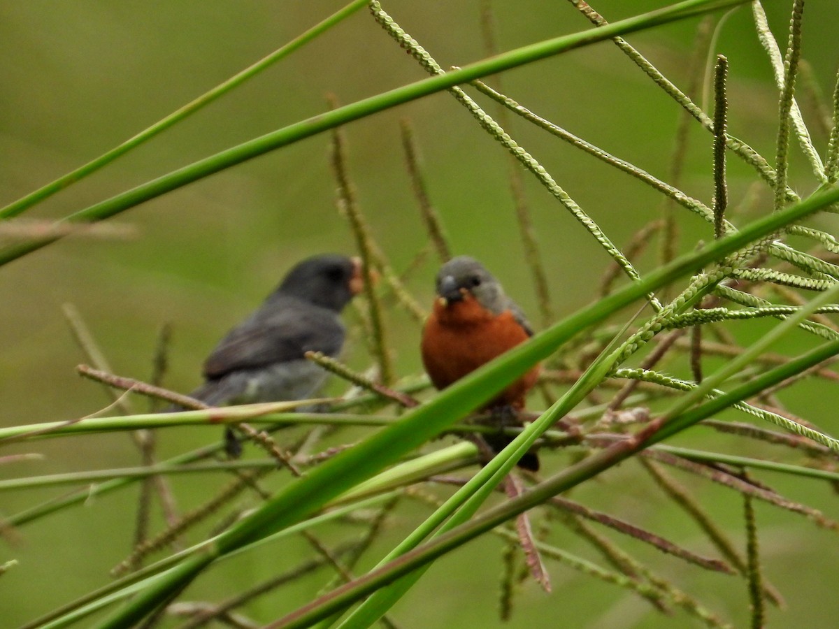 Gray Seedeater - ML620827009