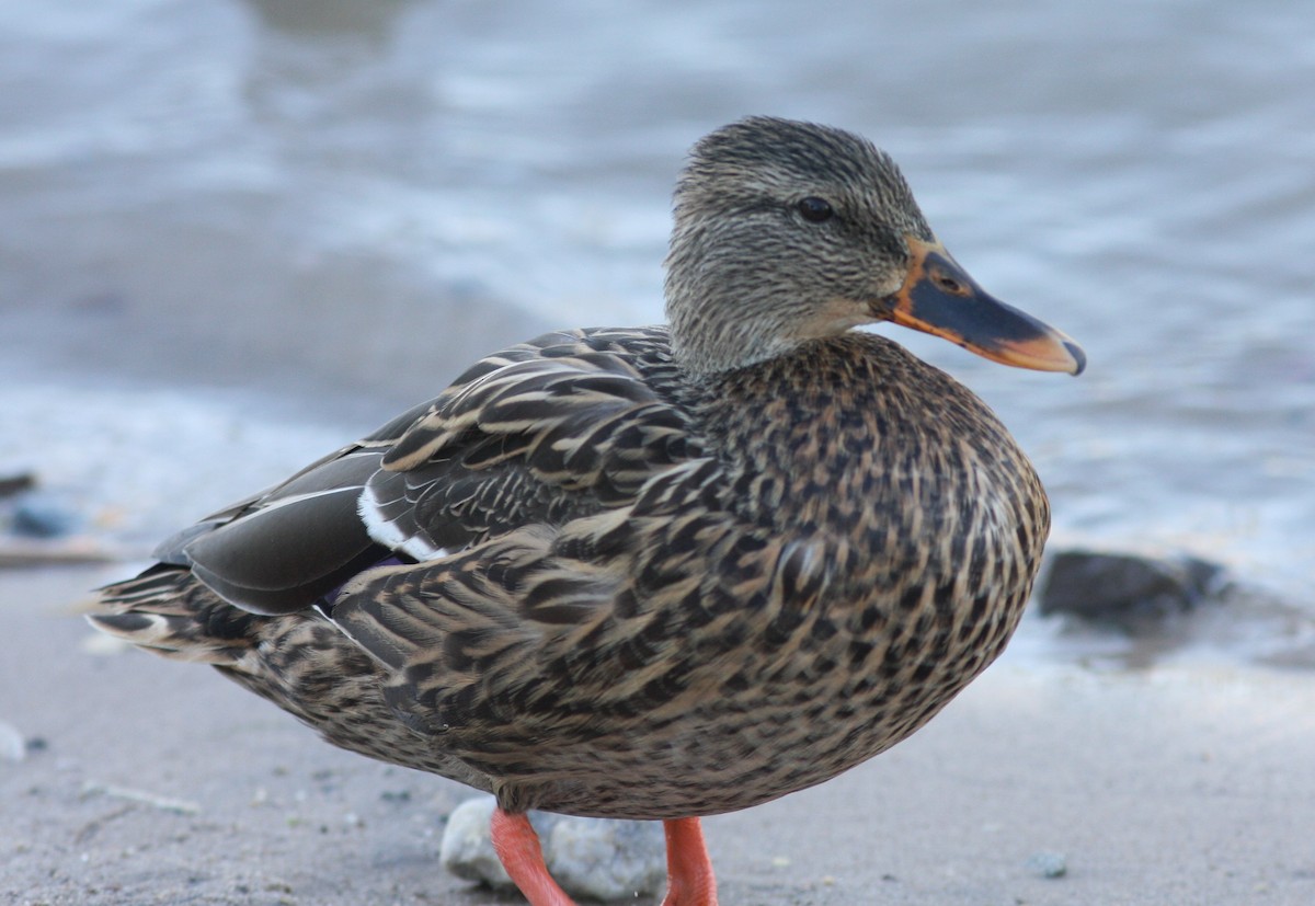 Canard colvert ou C. du Mexique - ML620827012