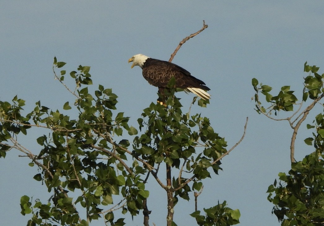 Weißkopf-Seeadler - ML620827014