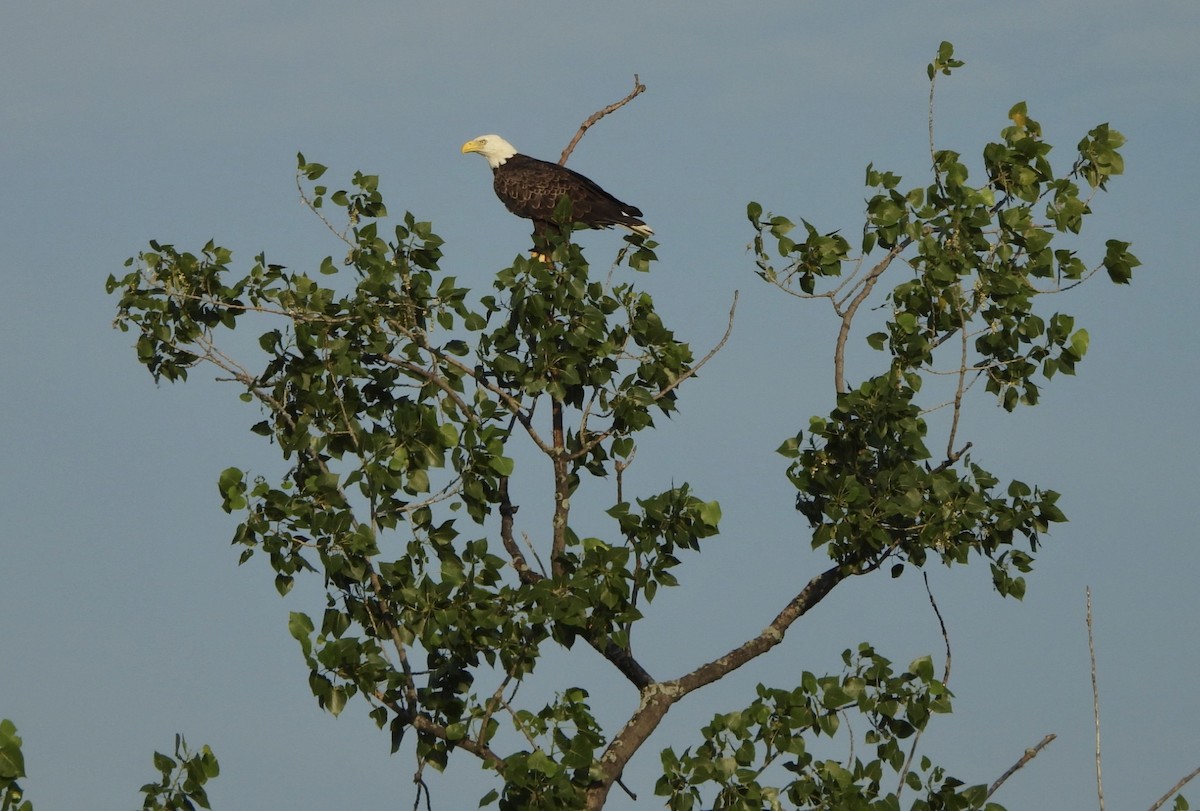 Bald Eagle - ML620827015