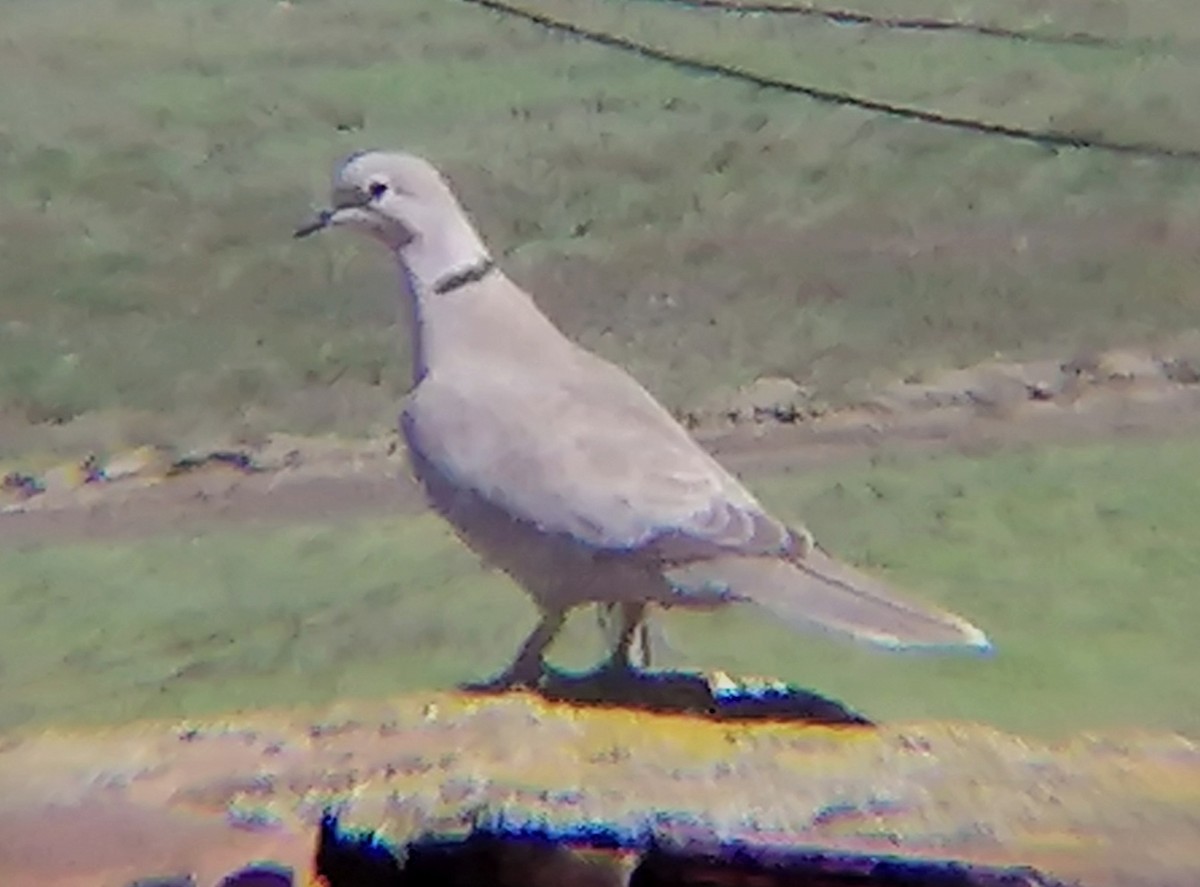 Eurasian Collared-Dove - ML620827017