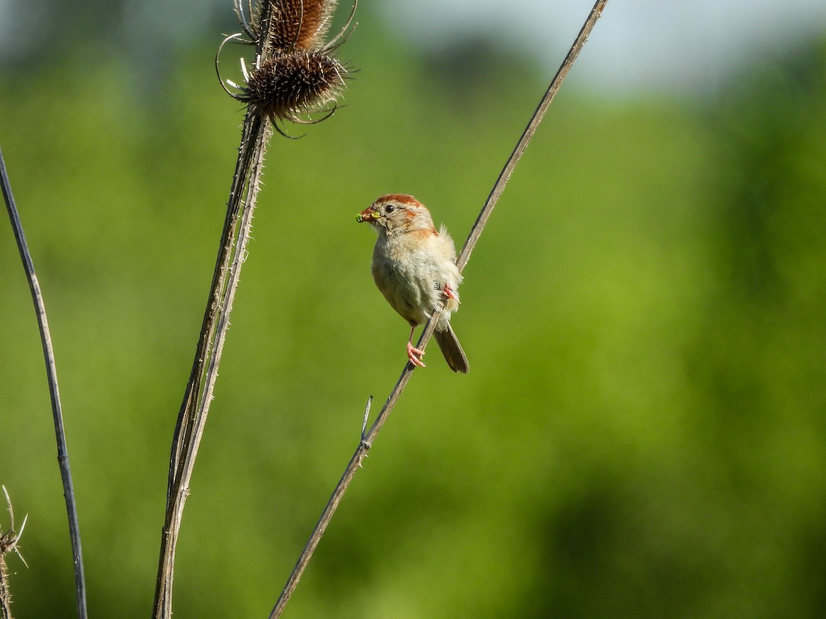 Field Sparrow - ML620827019