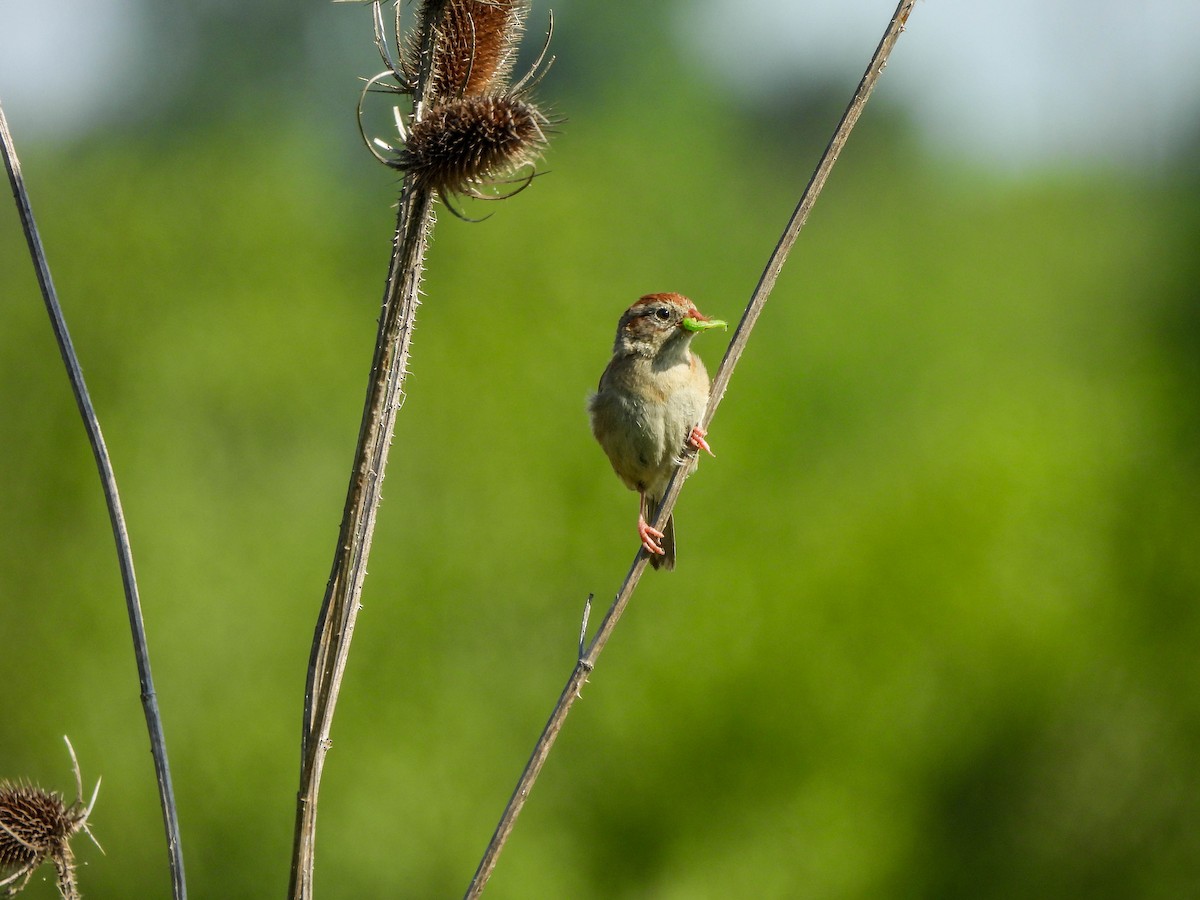 Field Sparrow - ML620827020