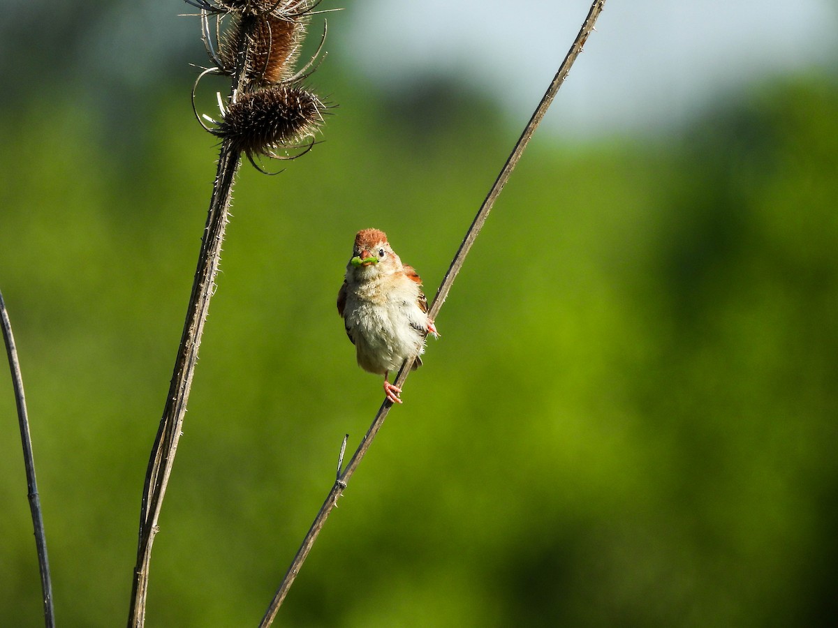 Field Sparrow - ML620827021