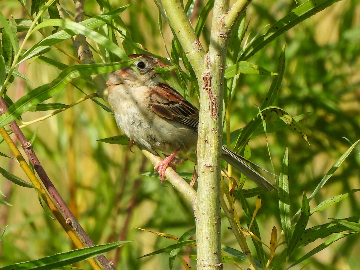 Field Sparrow - ML620827022