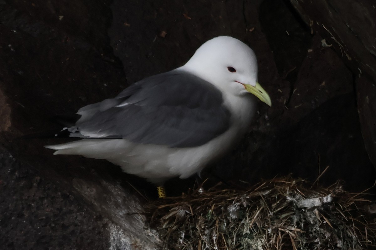 Black-legged Kittiwake - ML620827034