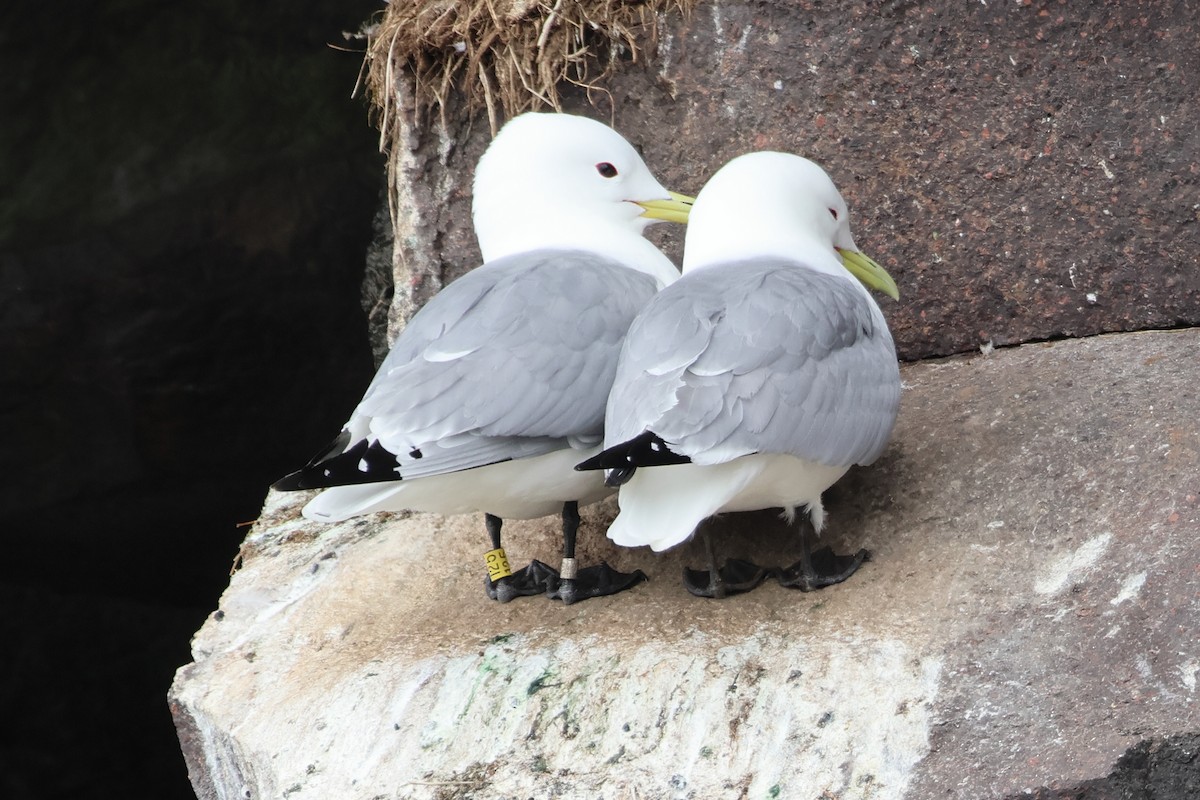 Black-legged Kittiwake - ML620827035