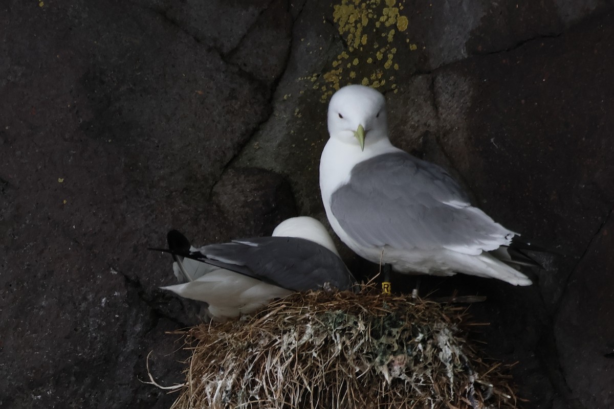 Black-legged Kittiwake - ML620827036