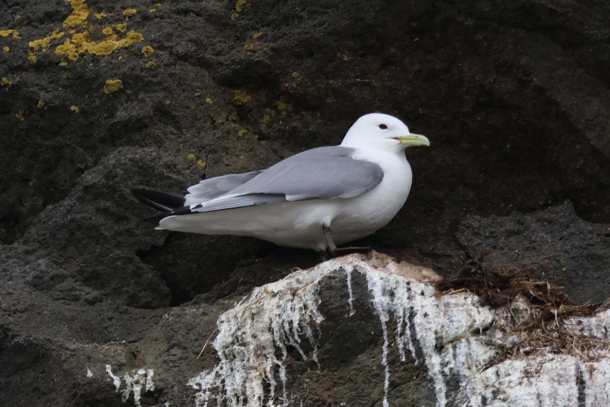 Black-legged Kittiwake - ML620827037