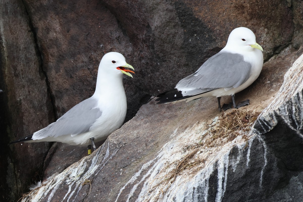 Mouette tridactyle - ML620827038