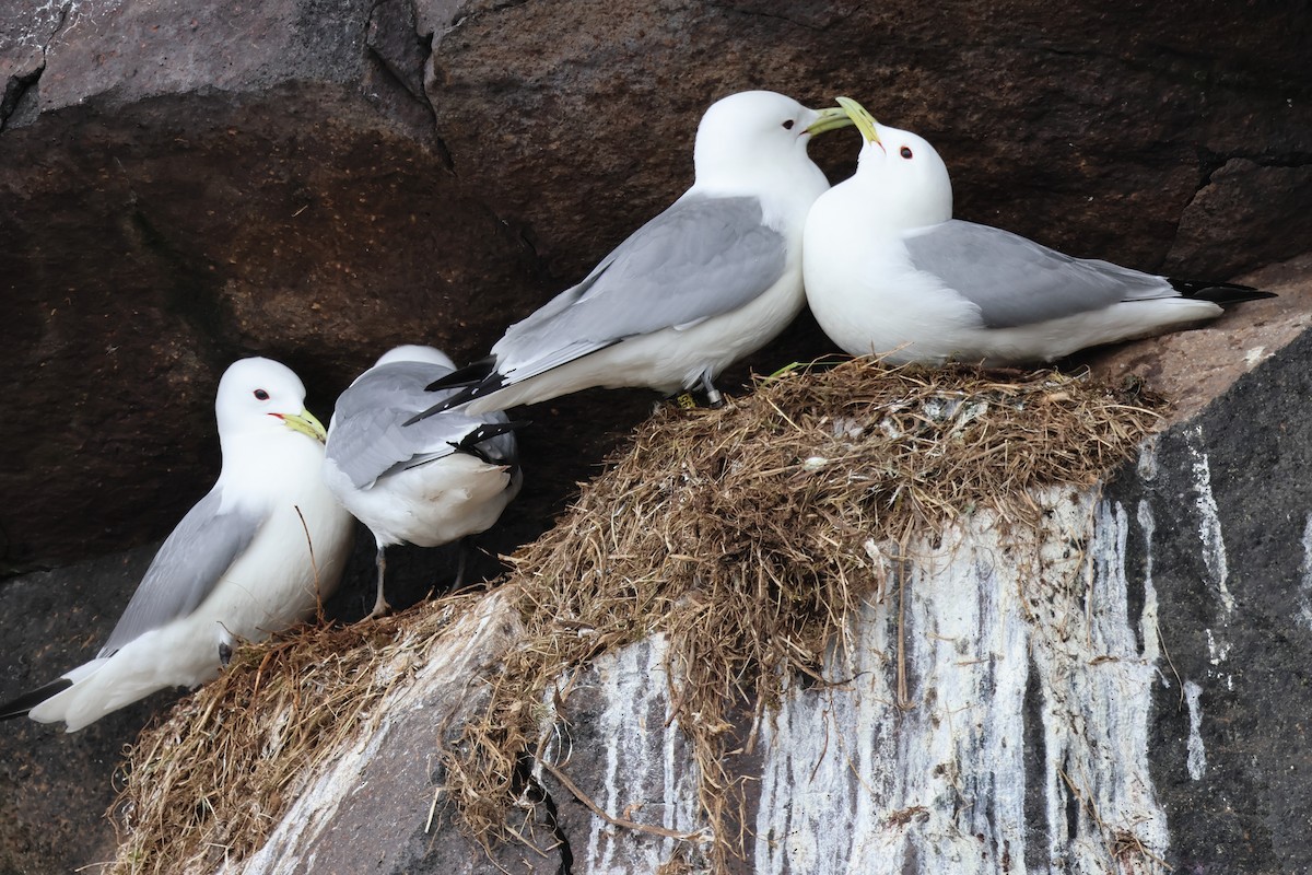 Black-legged Kittiwake - ML620827039