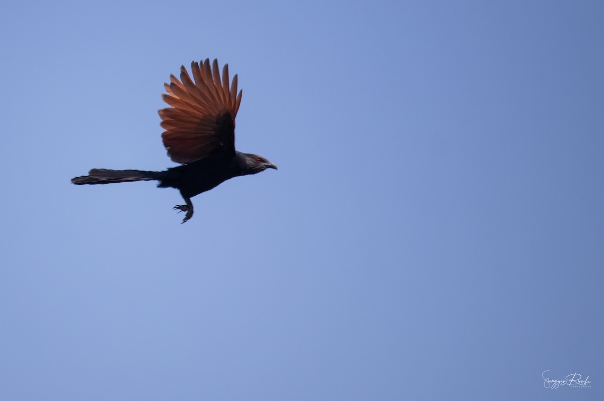 Greater Coucal - ML620827045