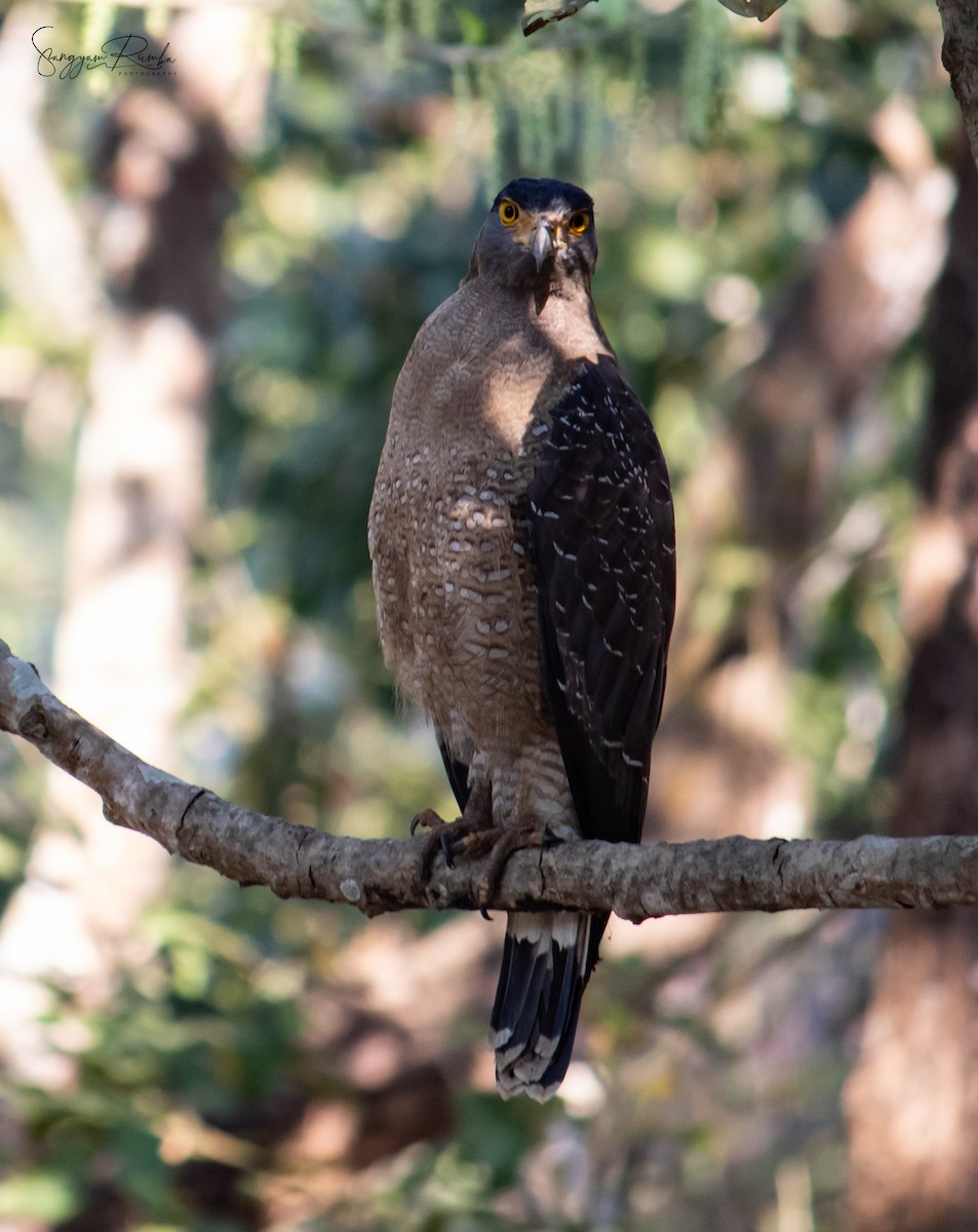 Crested Serpent-Eagle - ML620827047