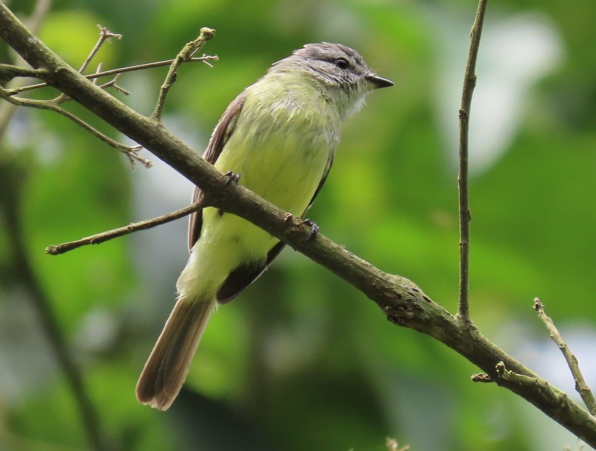 Sooty-headed Tyrannulet - ML620827049