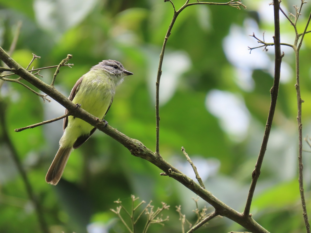 Sooty-headed Tyrannulet - ML620827050