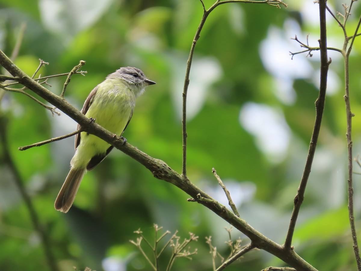 Sooty-headed Tyrannulet - ML620827051