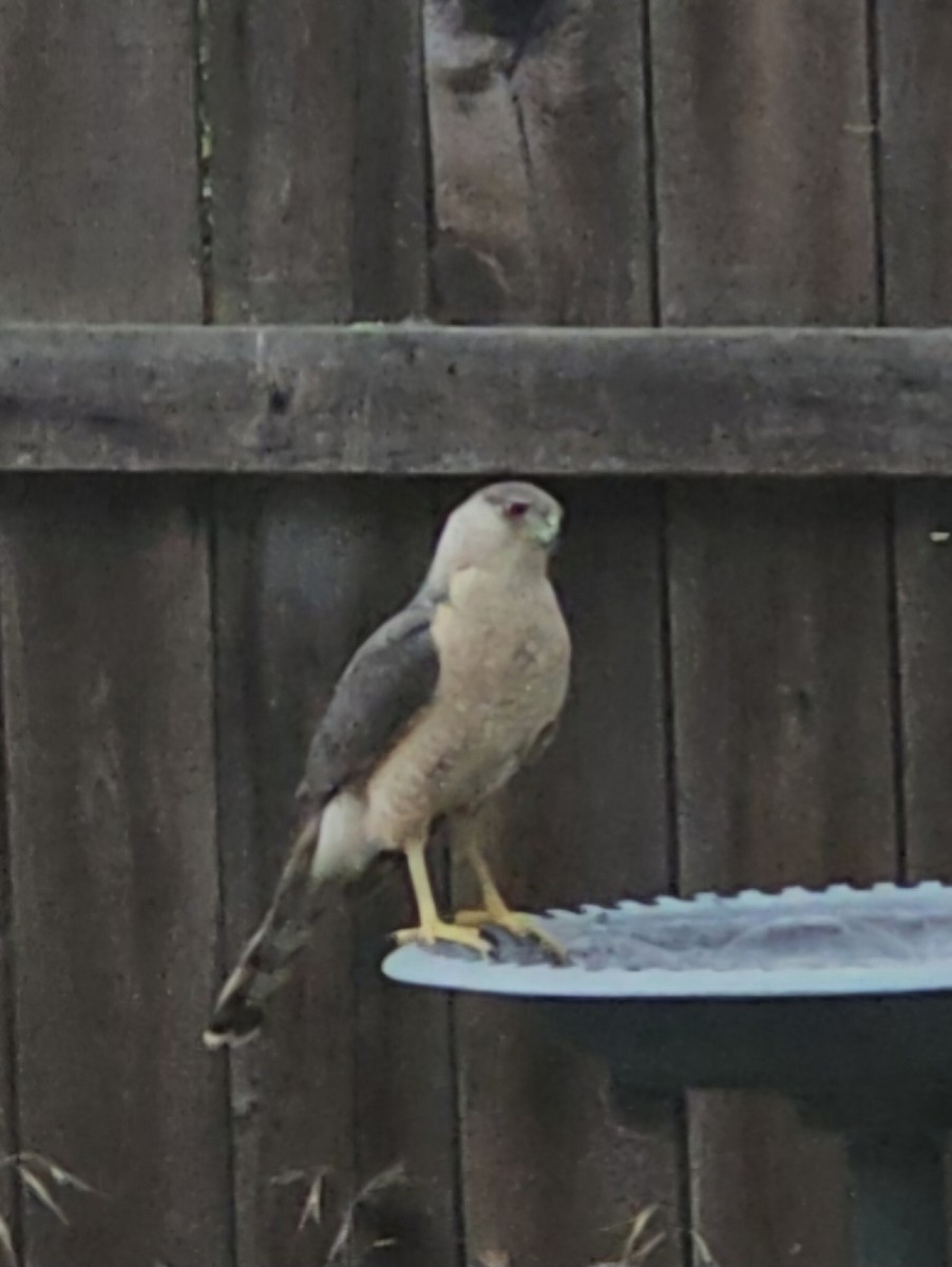 Cooper's Hawk - ML620827053