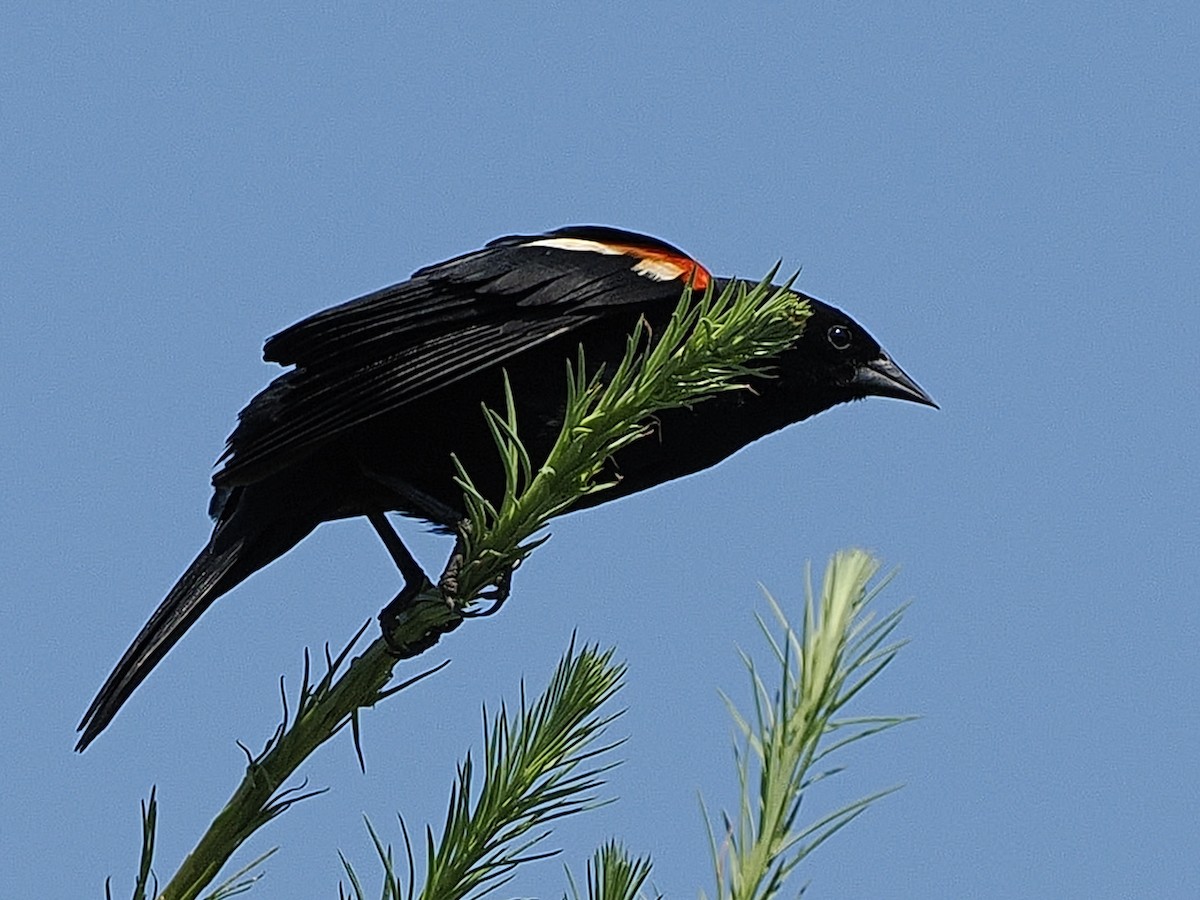 Red-winged Blackbird - ML620827056