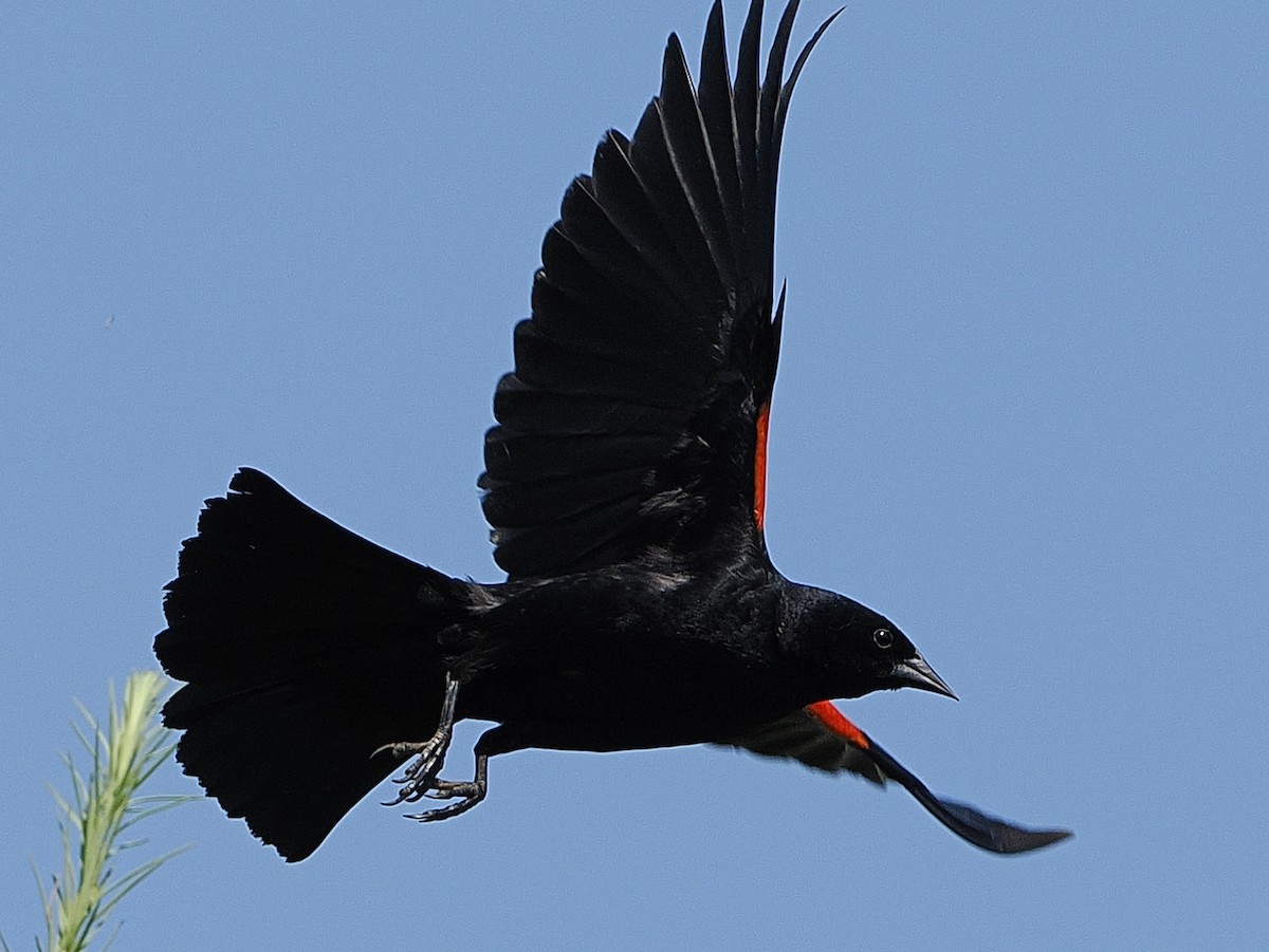 Red-winged Blackbird - ML620827057