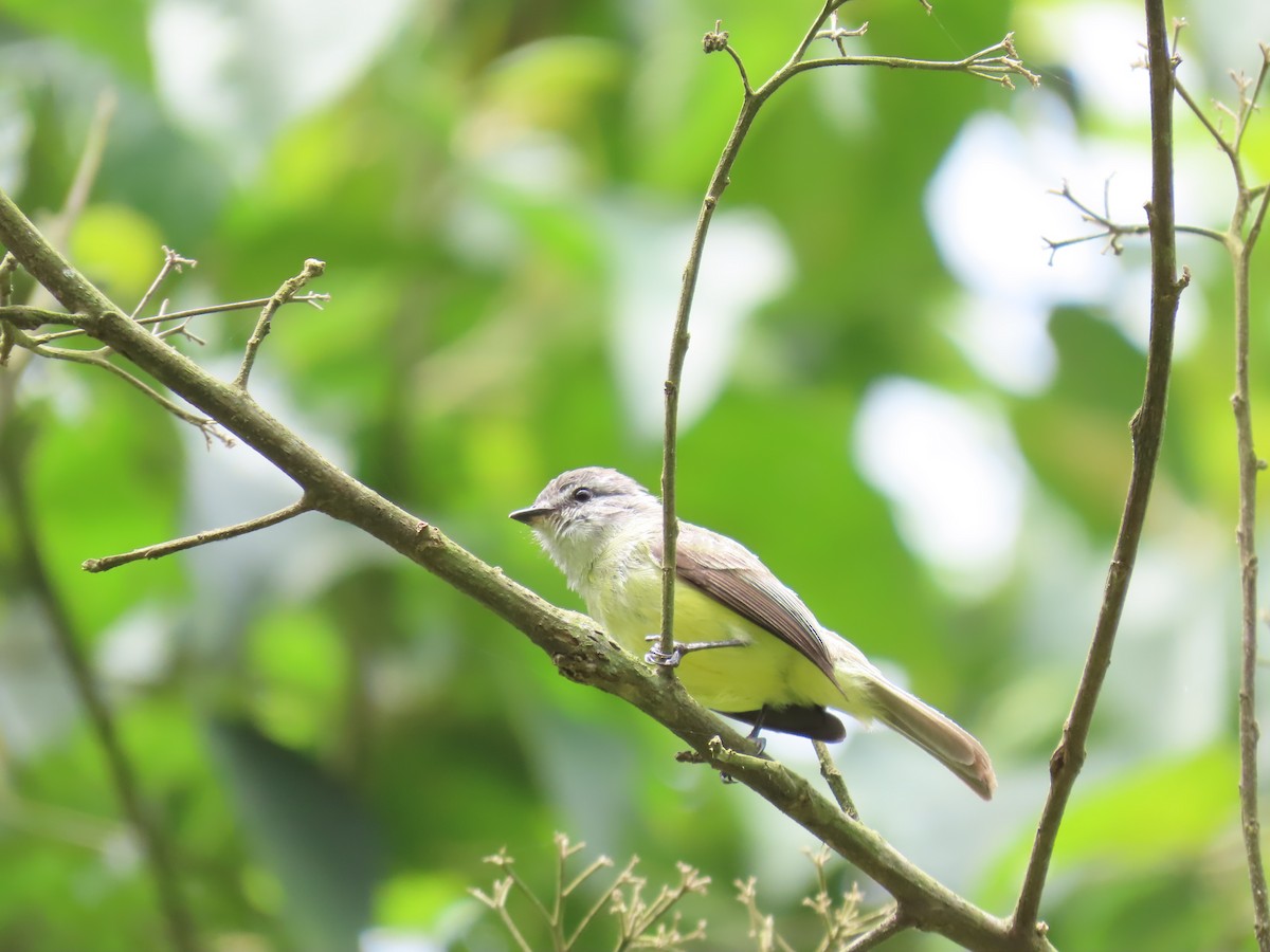 Sooty-headed Tyrannulet - ML620827058