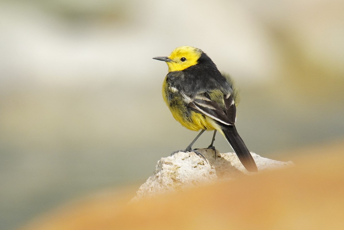 Citrine Wagtail - ML620827059