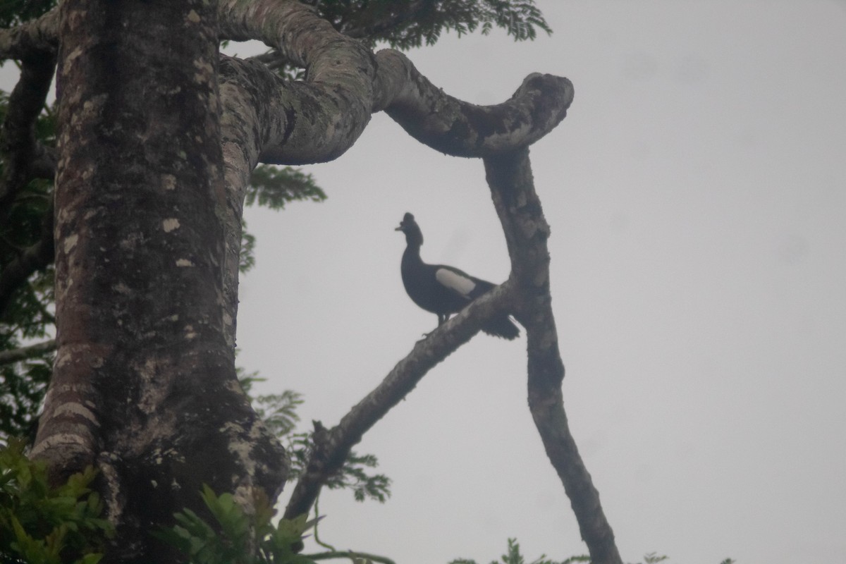 Muscovy Duck (Domestic type) - ML620827062