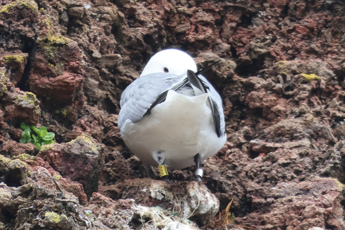 Black-legged Kittiwake - ML620827064