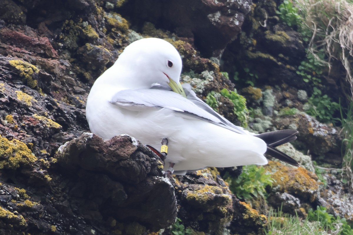 Black-legged Kittiwake - ML620827066