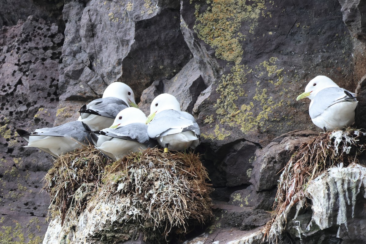 Black-legged Kittiwake - ML620827068