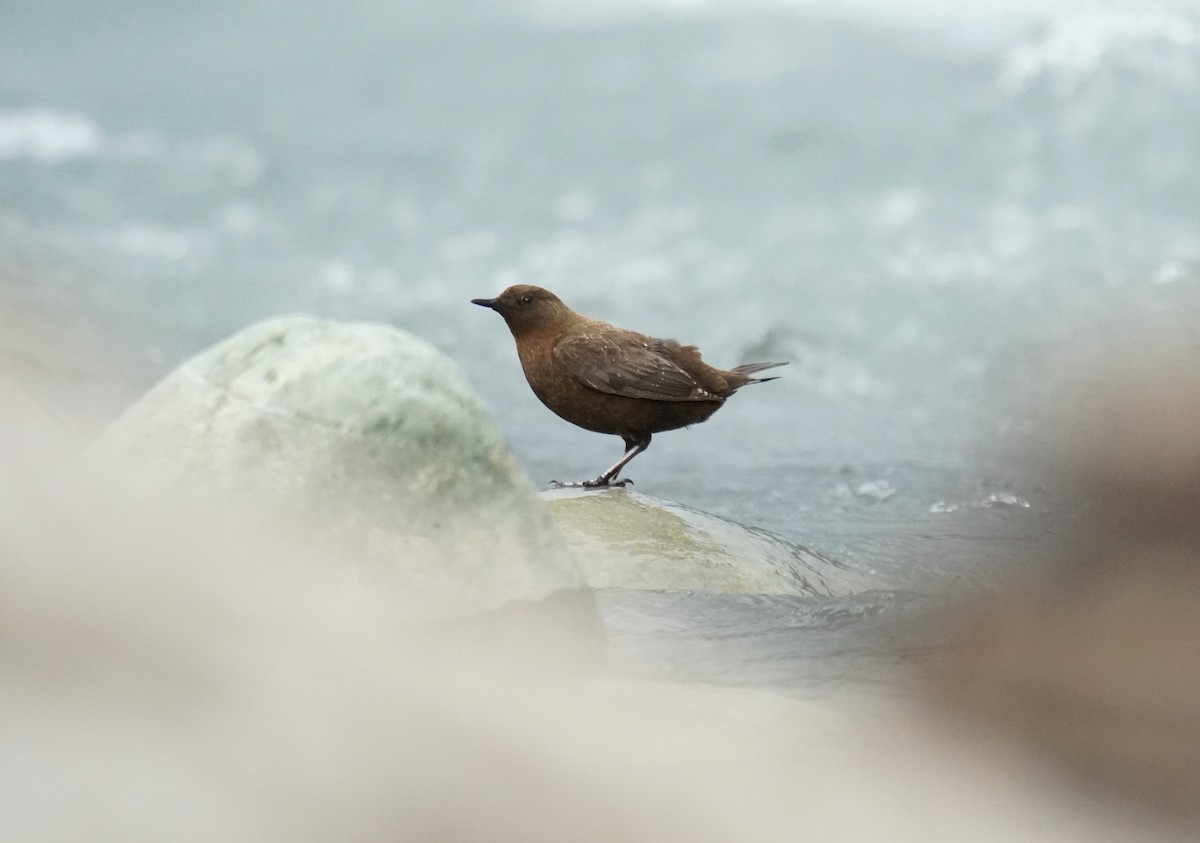 Brown Dipper - ML620827069