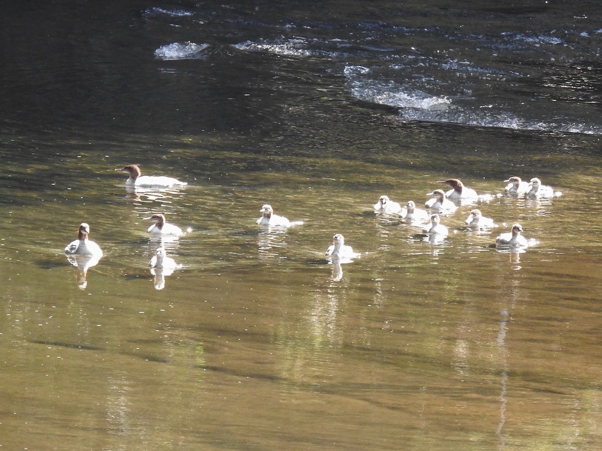 Common Merganser - ML620827070