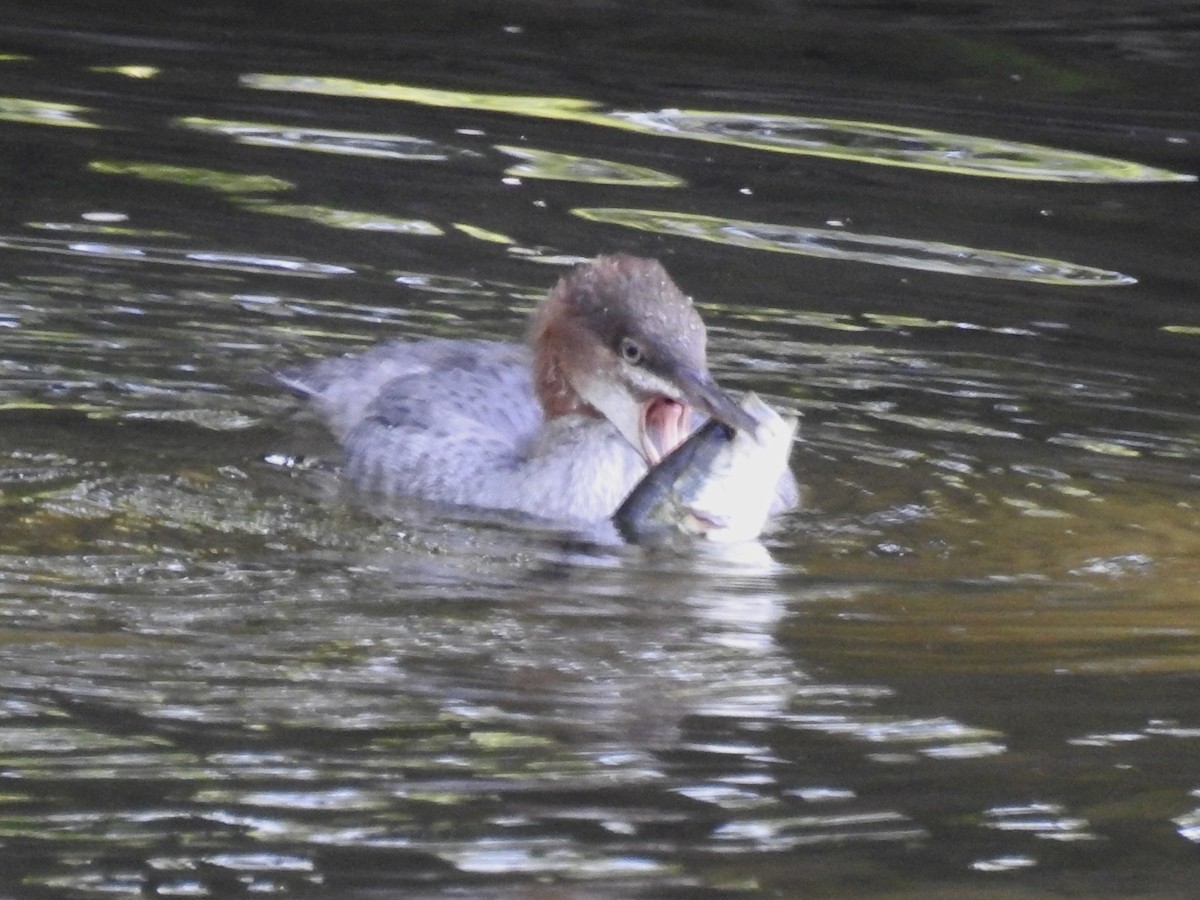 Gänsesäger - ML620827071