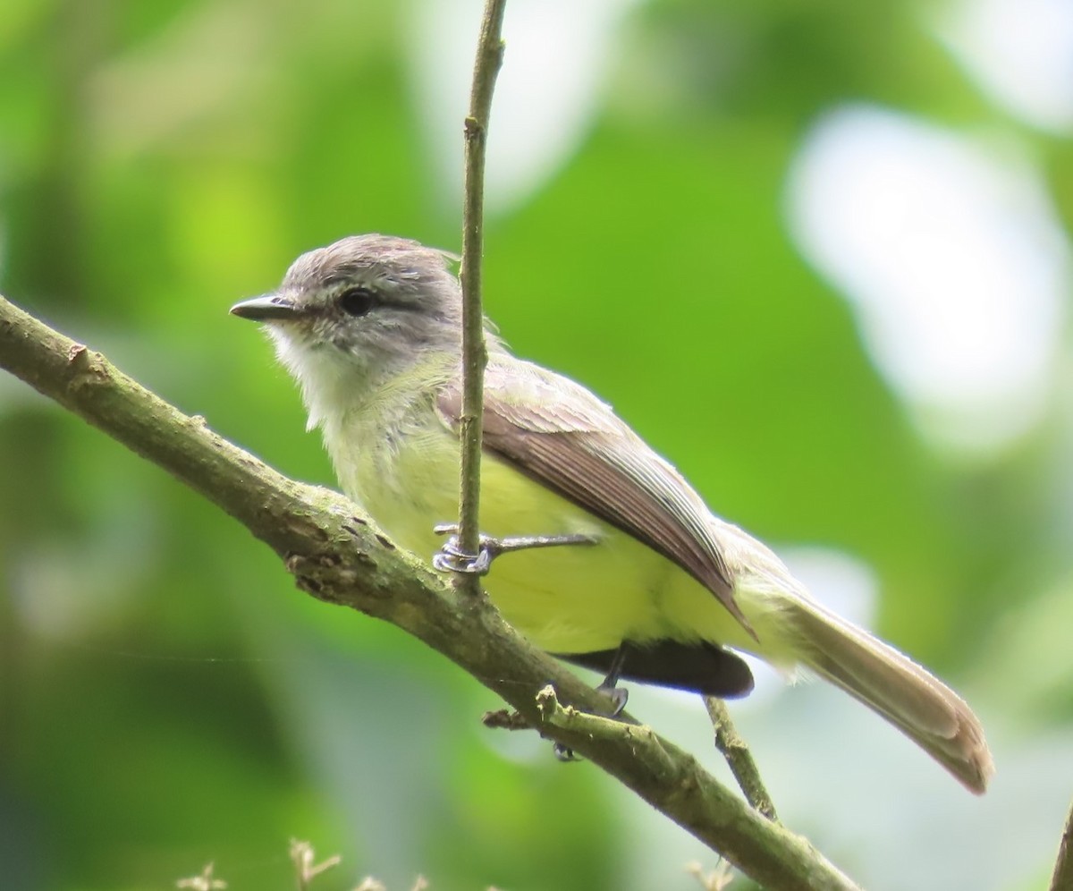 Sooty-headed Tyrannulet - ML620827072