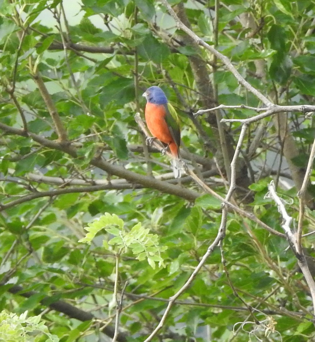 Painted Bunting - ML620827073