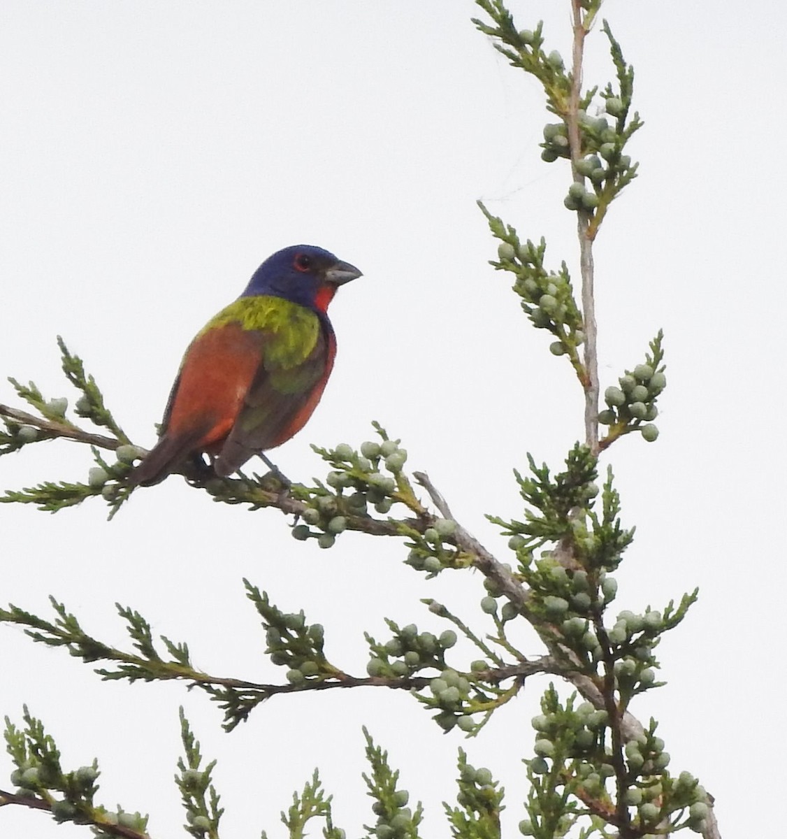 Painted Bunting - ML620827074