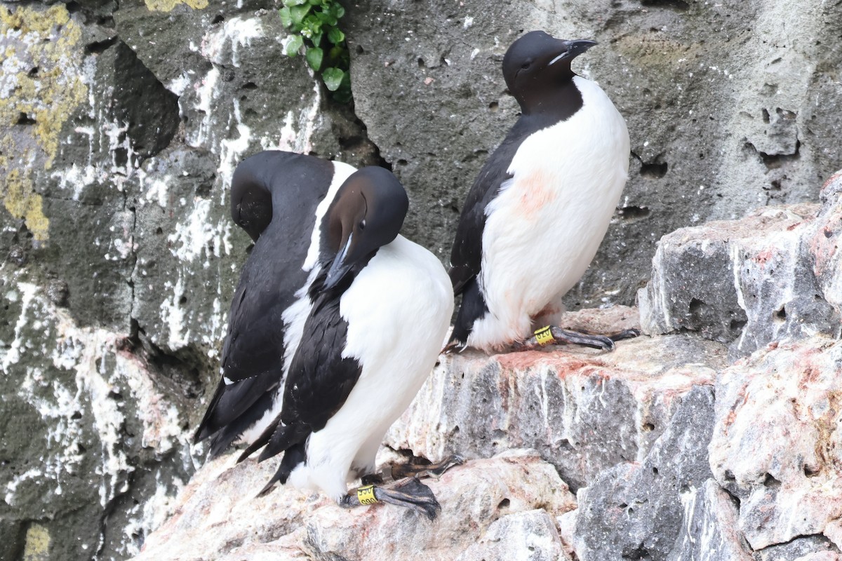 Thick-billed Murre - ML620827077