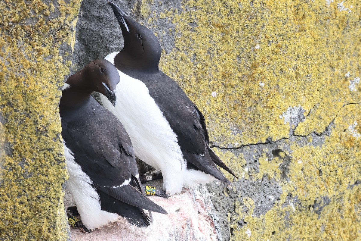 Thick-billed Murre - ML620827078