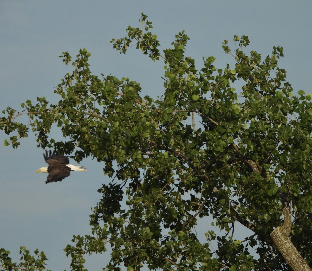 Bald Eagle - ML620827084